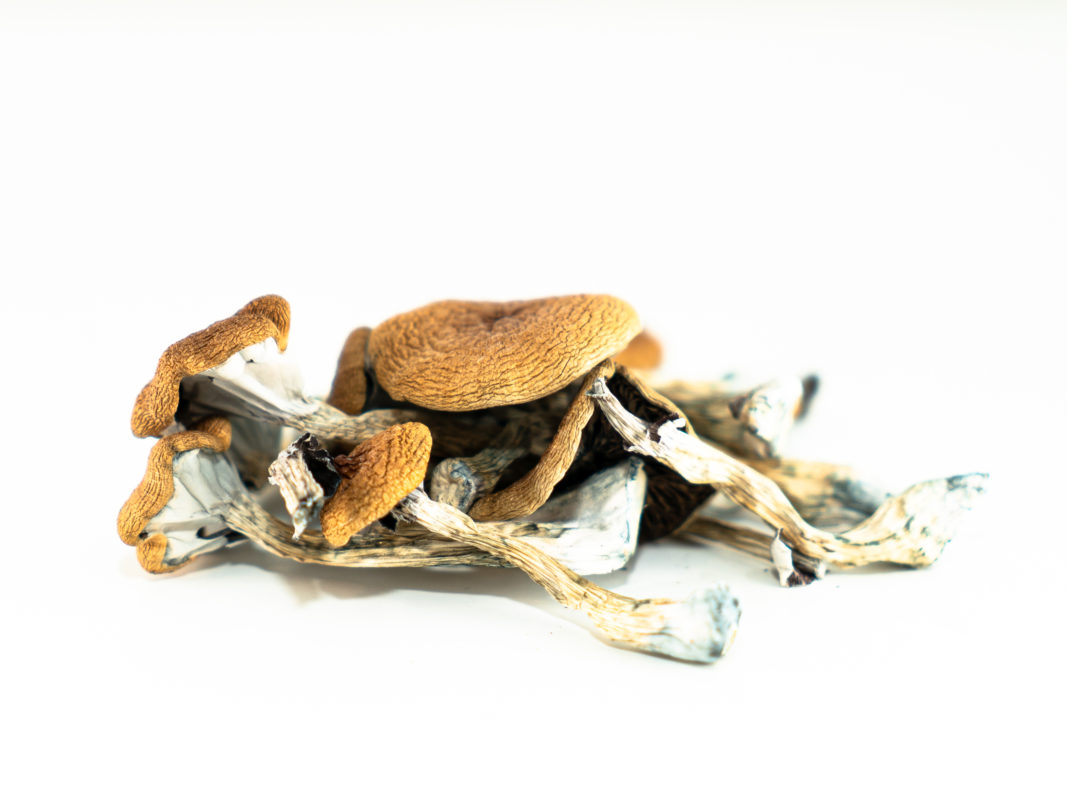Buy Brazilian Magic Mushroom Online Buy Brazilian Magic Mushroom Online