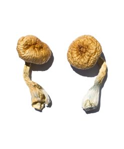 Malabar Magic Mushroom For Sale