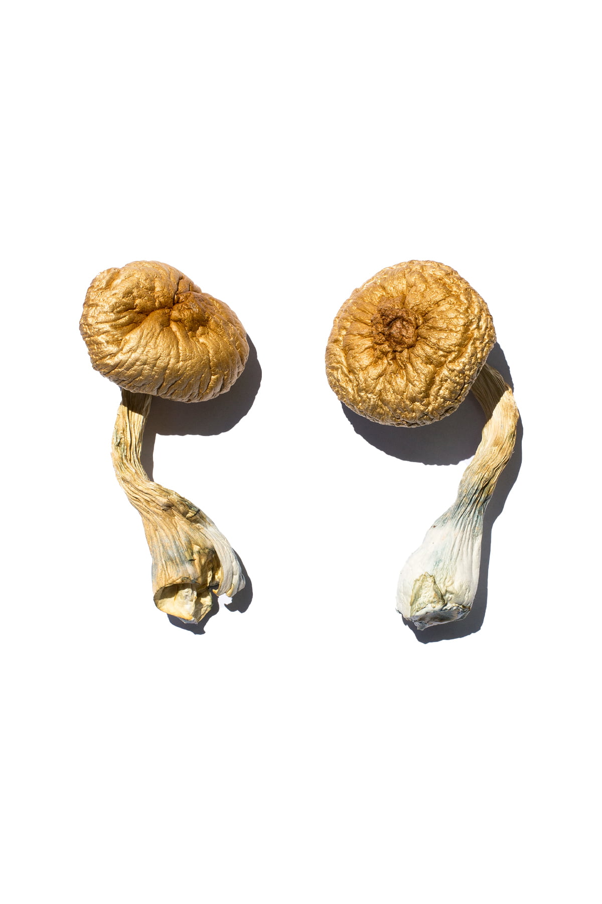 Cambodian-Gold-Magic-Mushrooms.jpg Malabar Magic Mushroom For Sale
