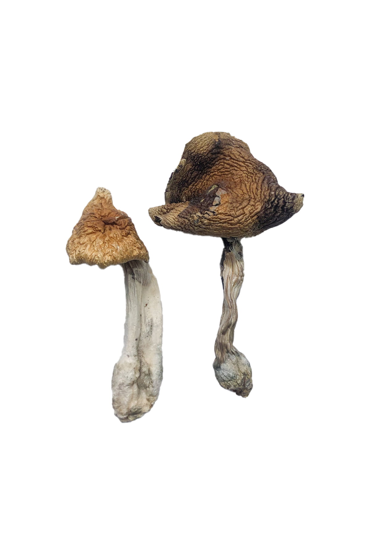 Buy Hawaiian Magic Mushrooms Online Buy Hawaiian Magic Mushrooms Online