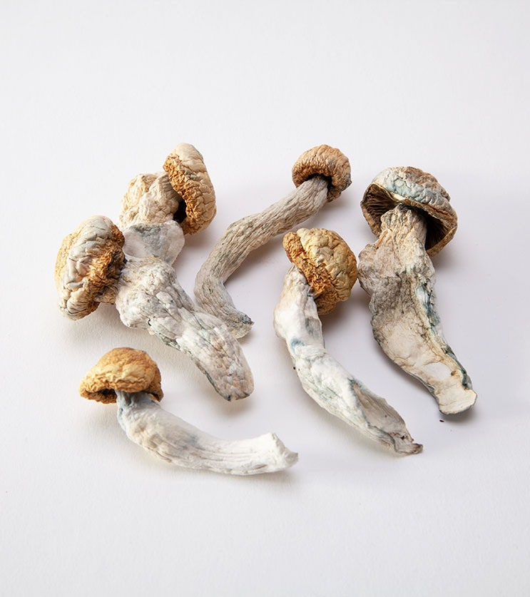 Penis-Envy-Magic-Mushrooms..jpg Penis Envy Magic Mushrooms For Sale Online