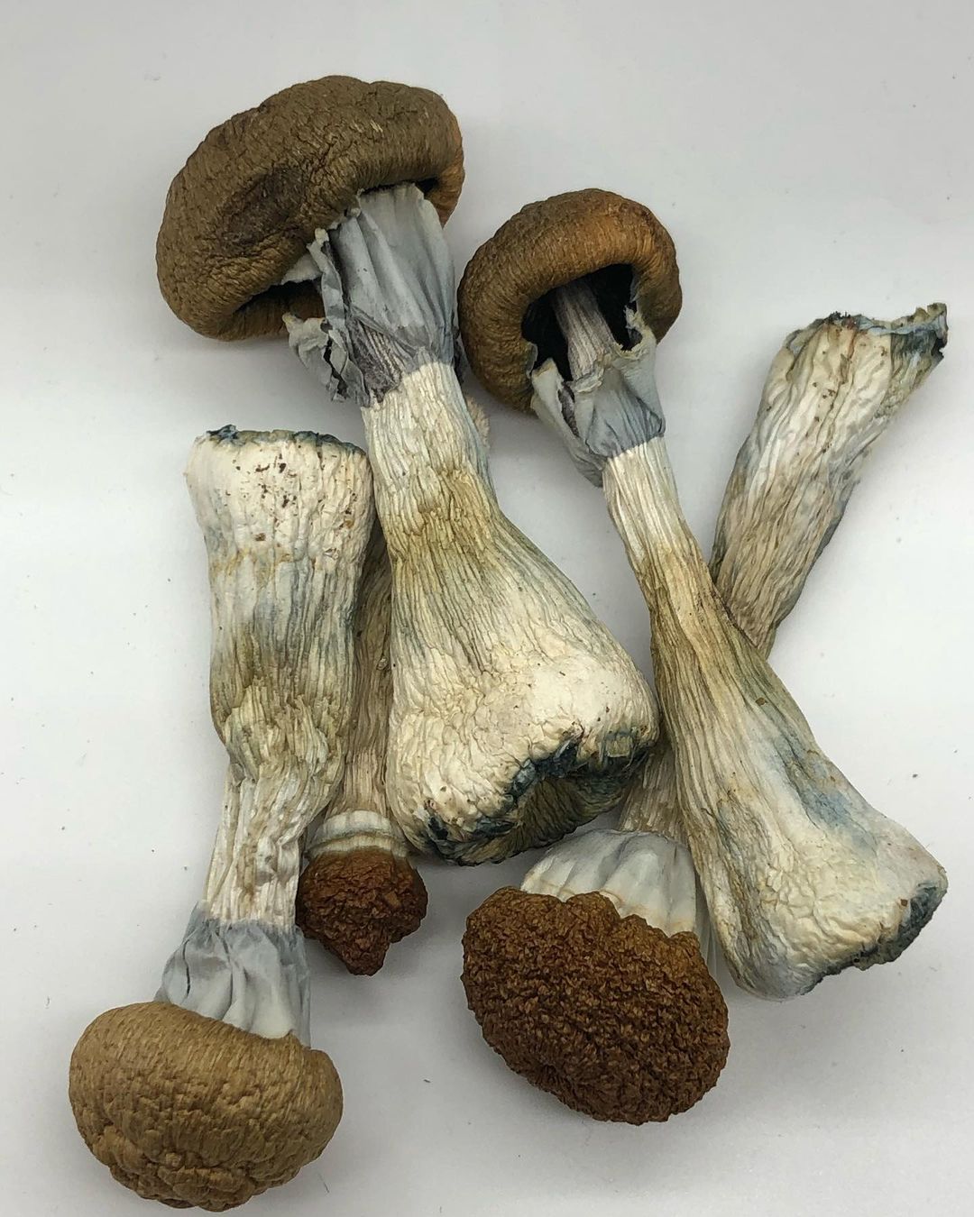 Golden Teacher Mushroom Strain Golden Teacher Mushroom Strain