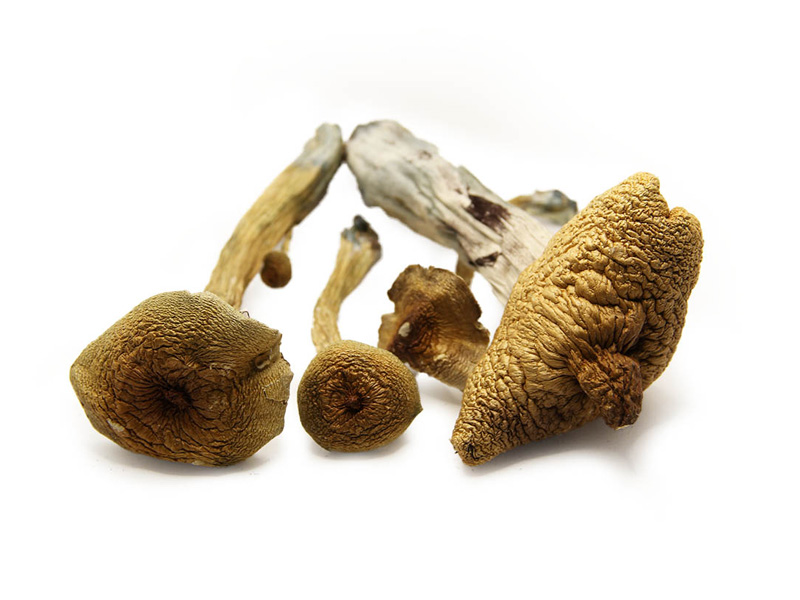 Buy Psychedelic Magic Mushroom Online Buy Psychedelic Magic Mushroom Online